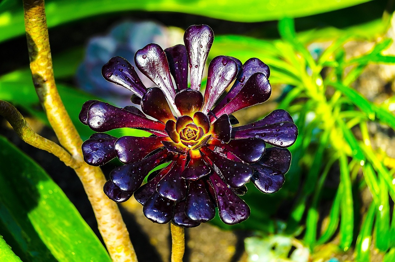 Flores para agradecer